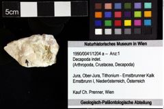 Foto (Objket + Etiketten) von Decapoda indet. 